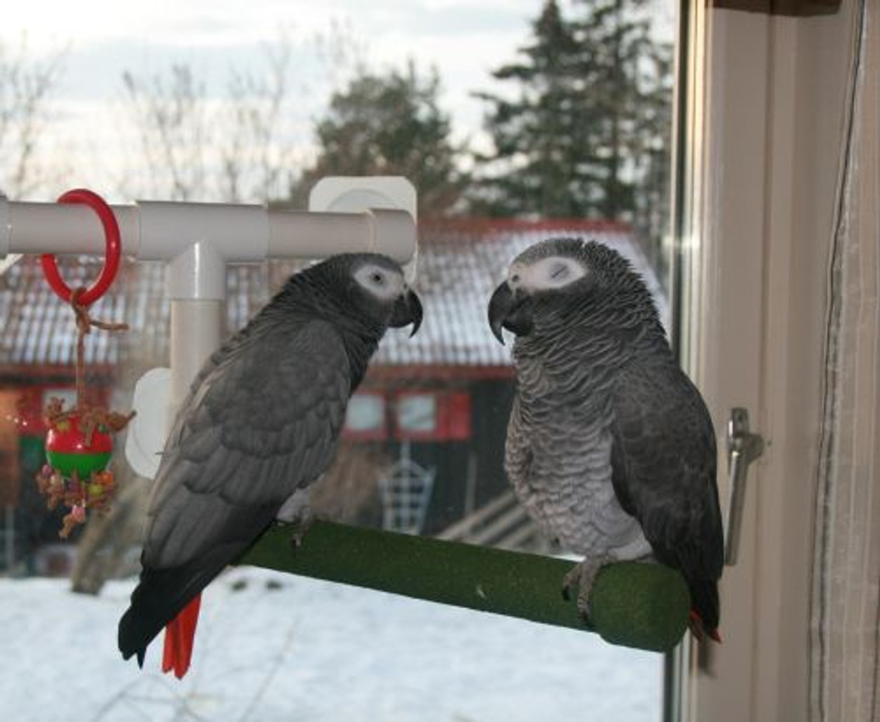 Pippi and UFO, two African Greys hang out together